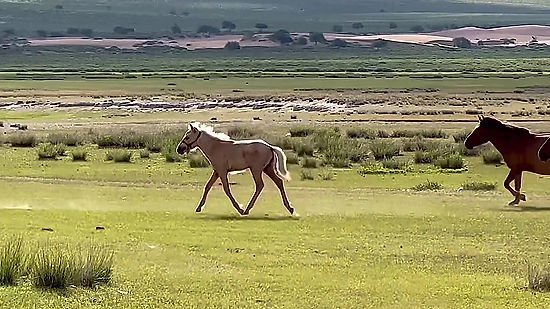 mongolia - steppe wild horses